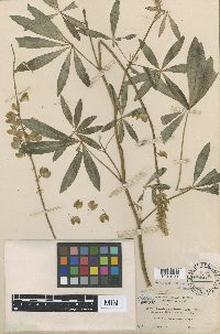 Lupinus columbianus image