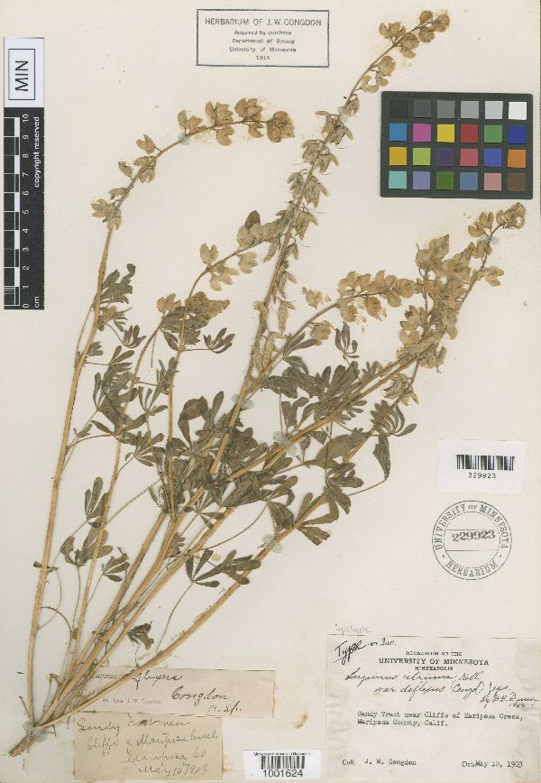 Lupinus deflexus image