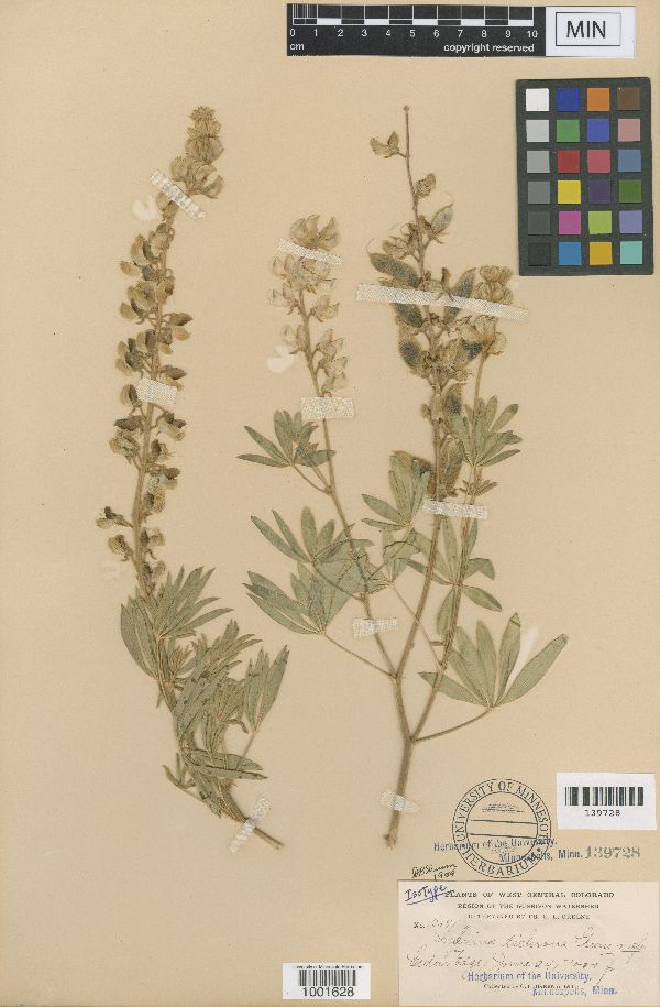 Lupinus bakeri subsp. bakeri image