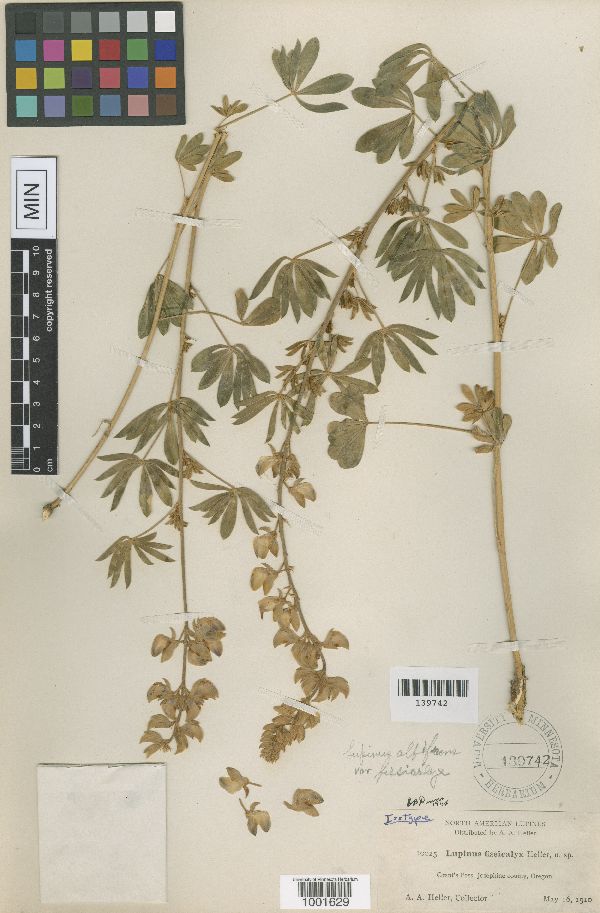Lupinus fissicalyx image