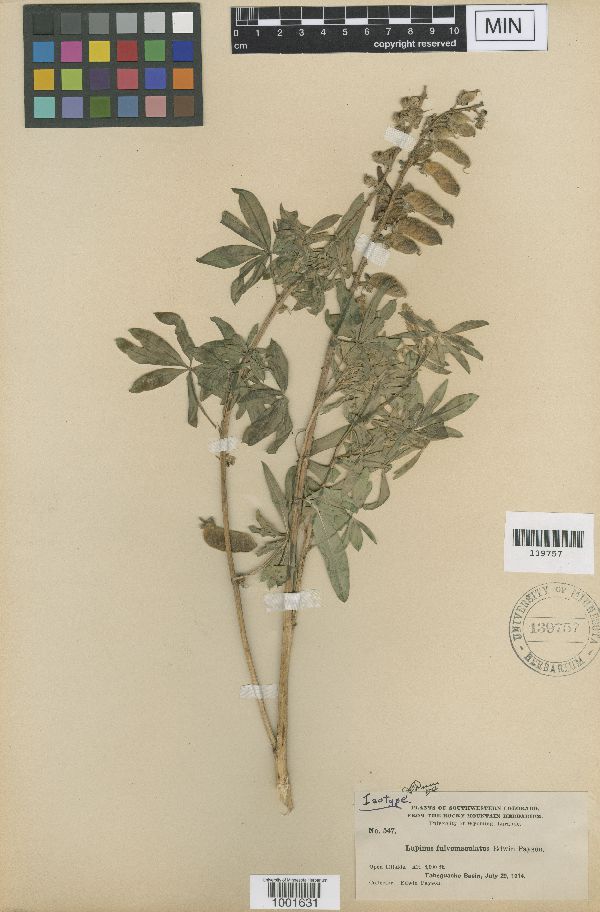 Lupinus fluvomaculatus image