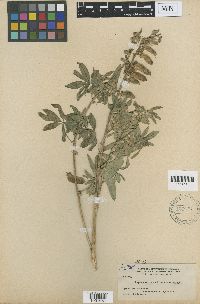 Lupinus fulvomaculatus image