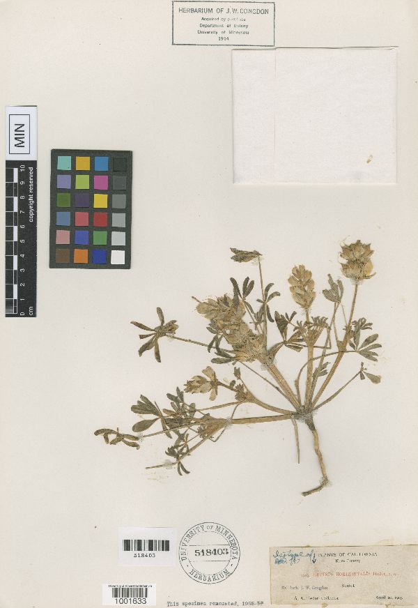 Lupinus horizontalis image