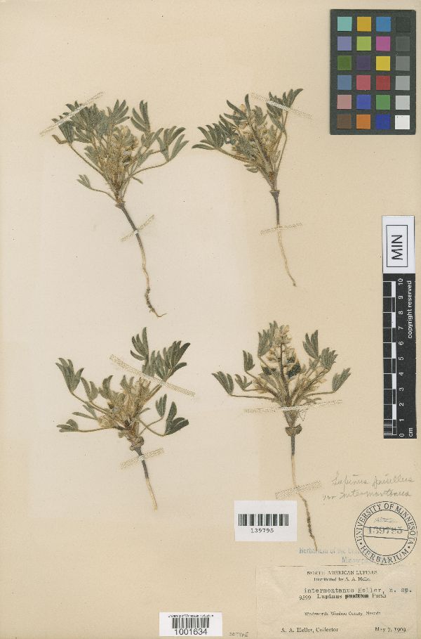 Lupinus intermontanus image