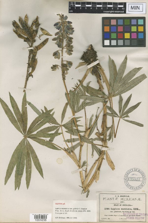 Lupinus montanus subsp. glabrior image