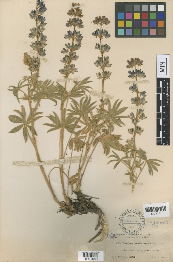 Lupinus caudatus subsp. montigenus image