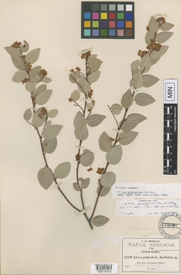 Actinodaphne pedicellata image