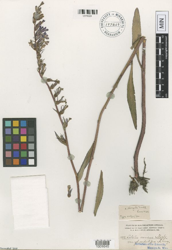 Lobelia elongata image