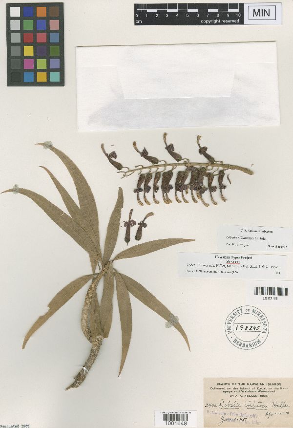 Lobelia niihauensis image