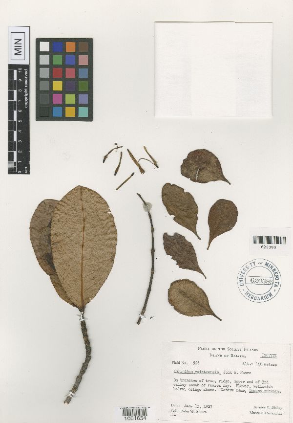 Loranthus raiateensis image