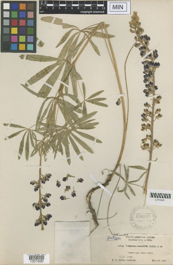 Lupinus amabilis image