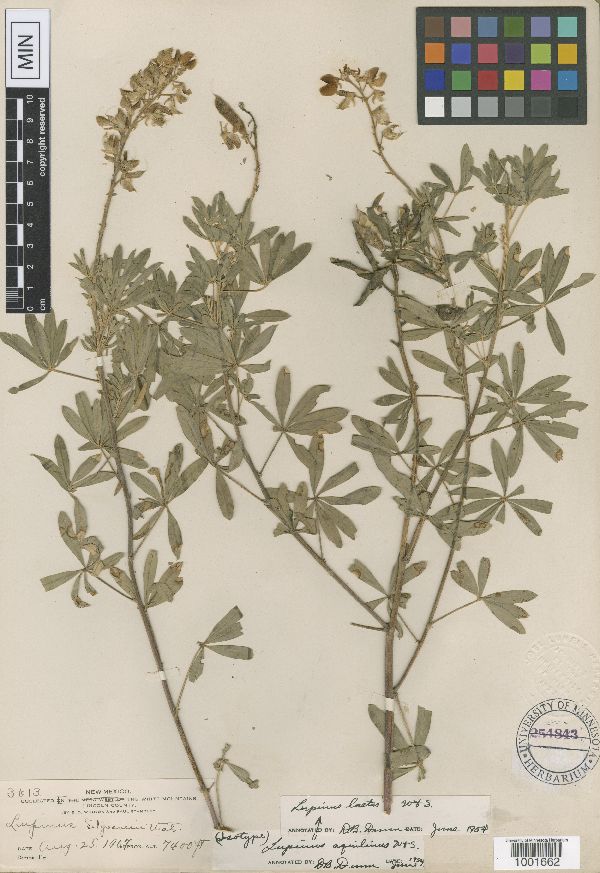 Lupinus sierrae-blancae subsp. aquilinus image