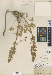 Lupinus austromontanus image