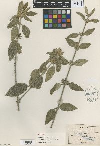 Lippia chrysantha image