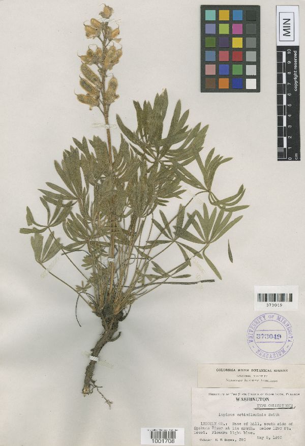 Lupinus ostiofluminis image