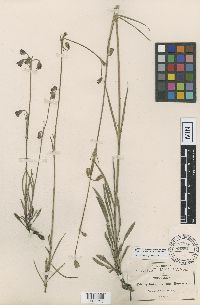 Image of Lychnis mexicana