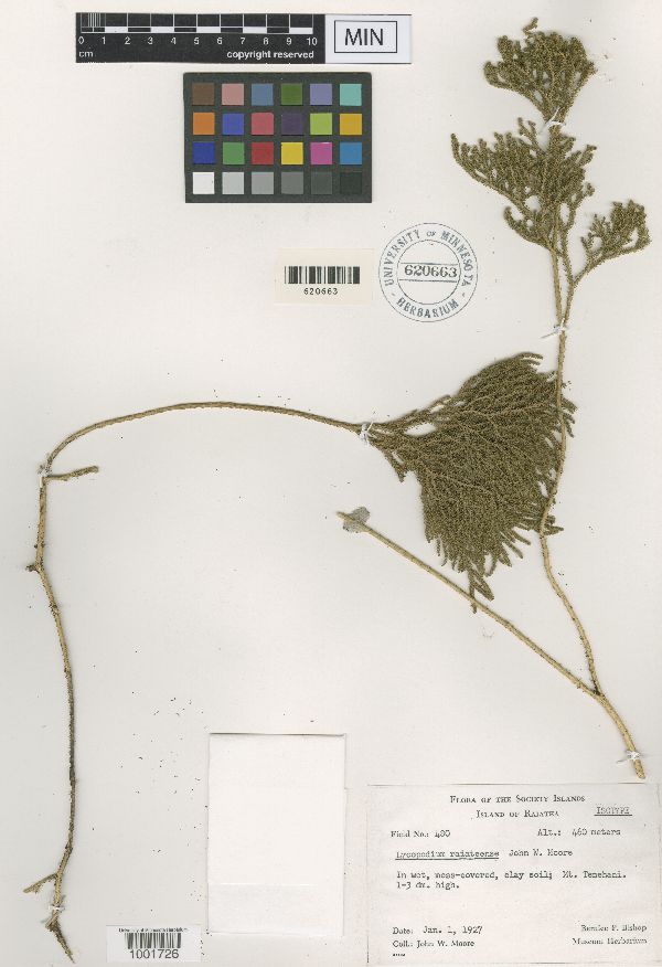 Lycopodium raiateense image