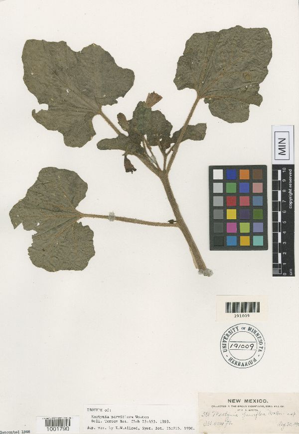 Martynia parviflora image
