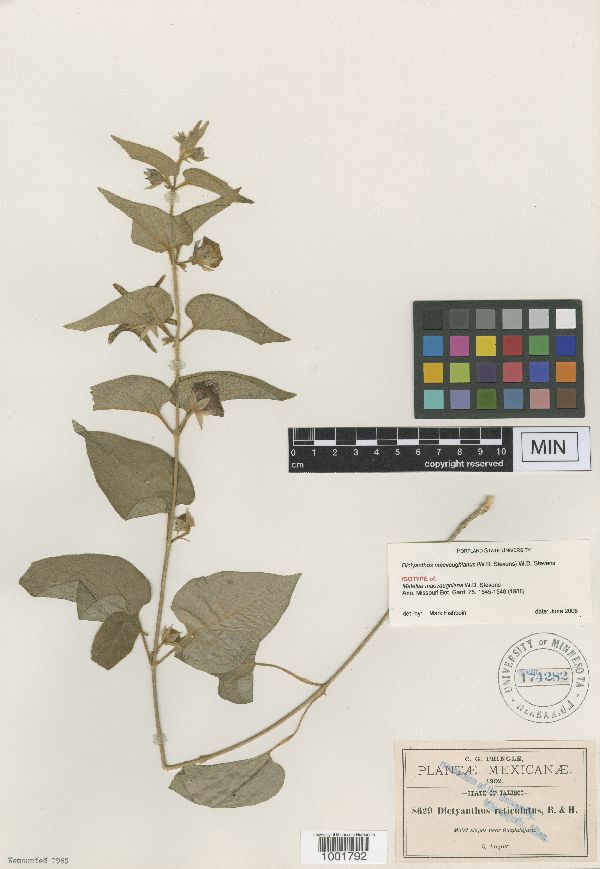 Dictyanthus macvaughianus image