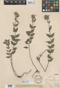 Monarda menthifolia image