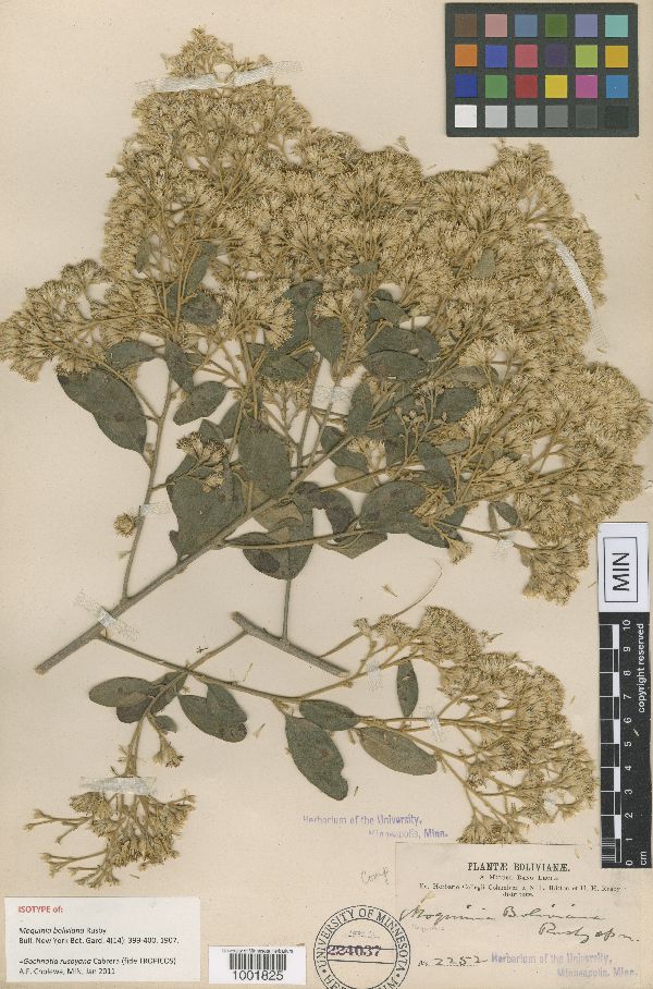 Gochnatia rusbyana image
