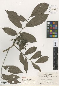 Image of Trichilia pachypoda