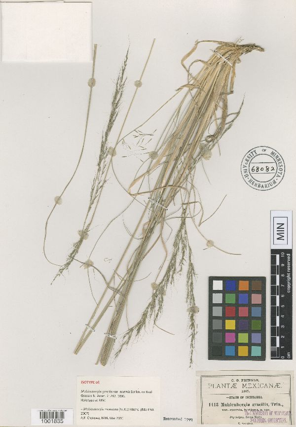 Muhlenbergia gracilis var. enervis image