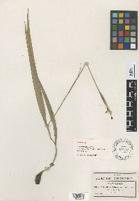 Nemastylis latifolia image
