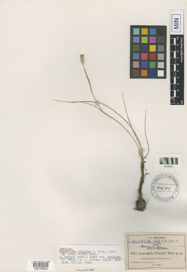 Nemastylis tenuis var. pringlei image