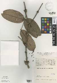Image of Mouriri micranthera