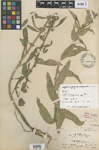 Oenothera macbrideae var. ornata image