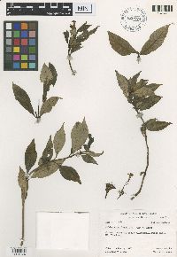 Image of Ophiorrhiza longituba