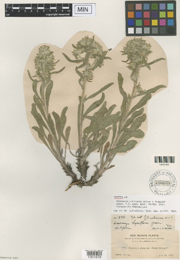 Oreocarya urticacea image