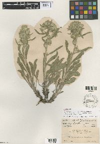 Image of Oreocarya urticacea