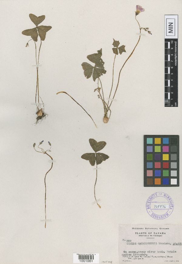 Oxalis tetraphylla image