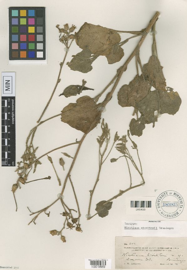 Nicotiana stocktonii image