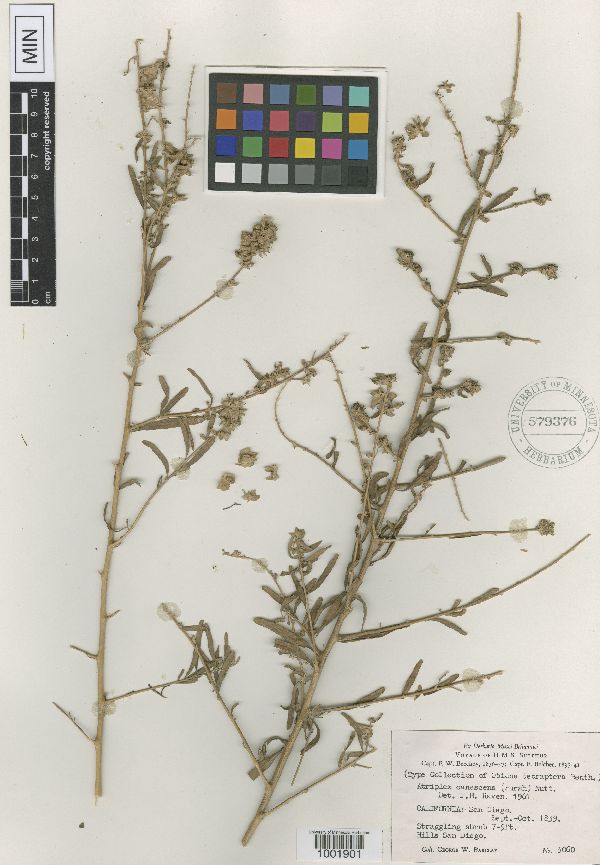 Amaranthaceae image