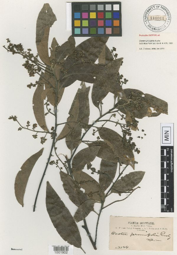 Ocotea prunifolia image