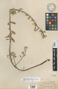 Oenothera niveifolia image