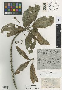 Image of Melicope clusiifolia