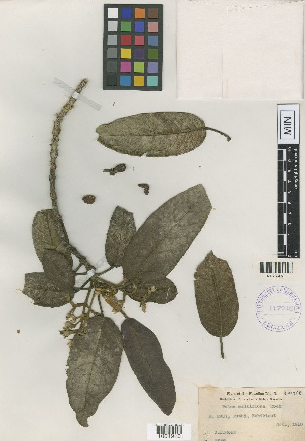 Pelea multiflora image
