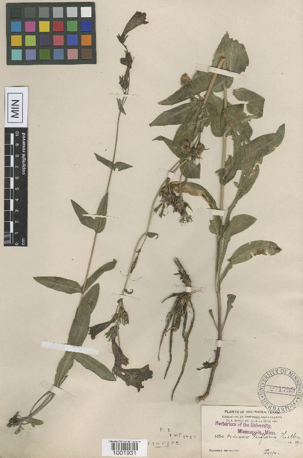 Penstemon triflorus image