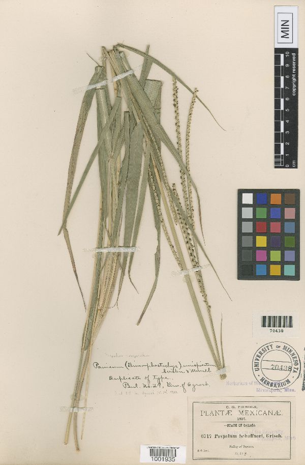 Paspalum unispicatum image