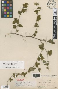 Passiflora ciliata image