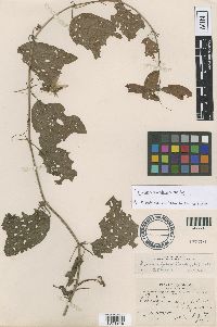 Image of Passiflora urnifolia