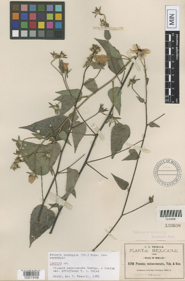 Pavonia oxyphylla image