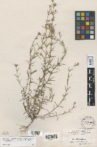 Image of Pectis linearifolia