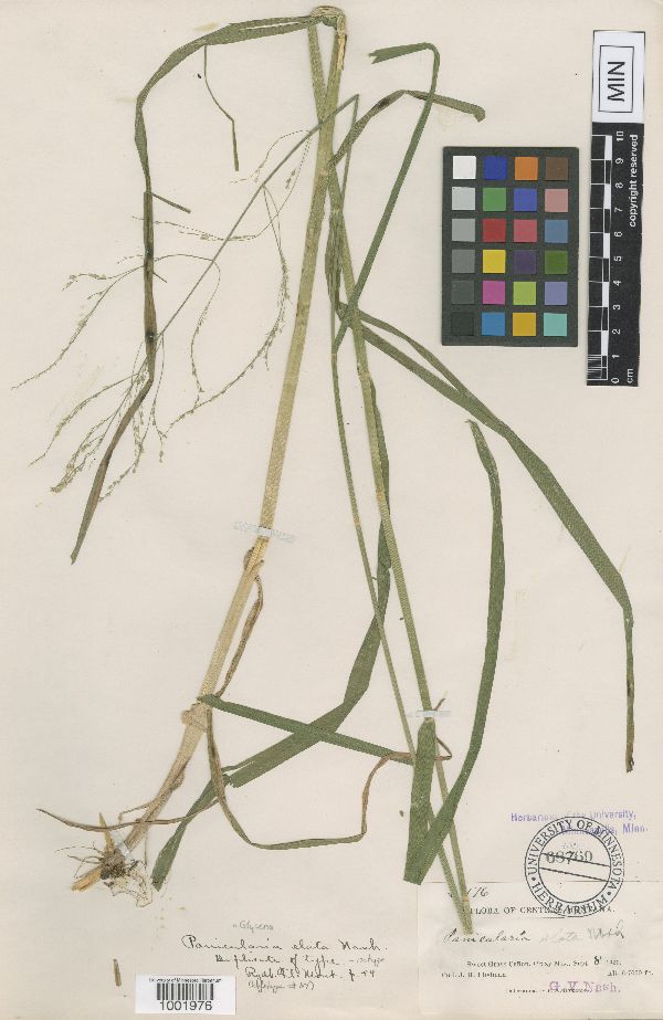 Glyceria elata image