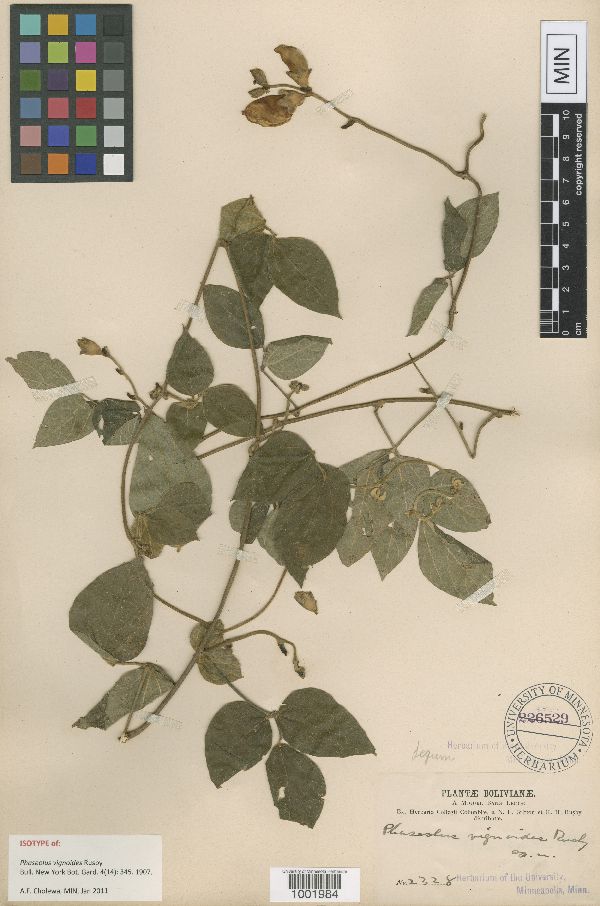 Vigna vignoides image