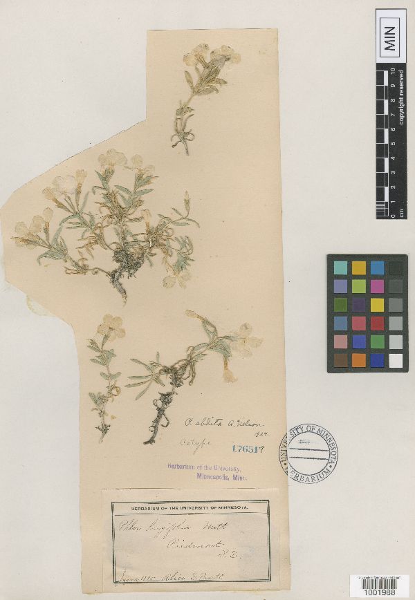 Phlox alyssifolia subsp. abdita image